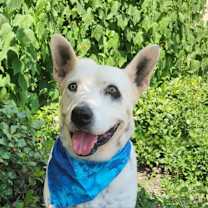 Thumbnail photo of Harley JuM #1