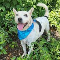 Thumbnail photo of Harley JuM #4