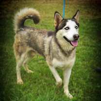 Thumbnail photo of Spike JuM #3