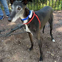 Thumbnail photo of Richard #3