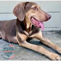 Thumbnail photo of Fawn #2