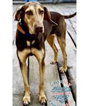 Thumbnail photo of Fawn #3