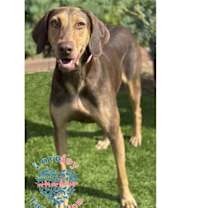 Thumbnail photo of Fawn #4