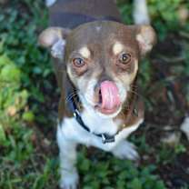 Thumbnail photo of Gordo #3