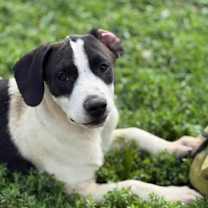 Thumbnail photo of Hammerhead #1