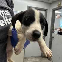 Thumbnail photo of Hammerhead #2