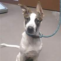 adopt-pet