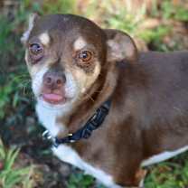 Thumbnail photo of Gordo #2