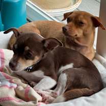 Thumbnail photo of Gordo #4