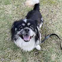 adopt-pet