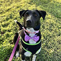 Thumbnail photo of Cassidy #1