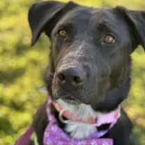 Thumbnail photo of Cassidy #2