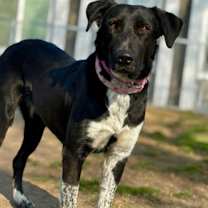 Thumbnail photo of Cassidy #3