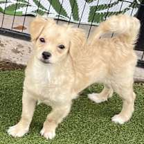 adopt-pet