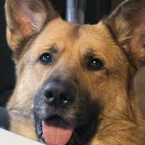 Thumbnail photo of Bear #1