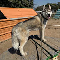 Thumbnail photo of Kodiak #1