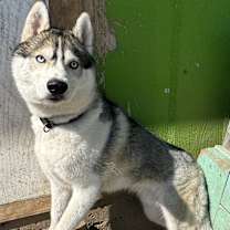 Thumbnail photo of Kodiak #2