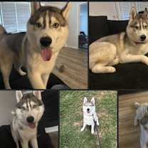 Thumbnail photo of Kodiak #3