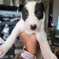 adopt-pet