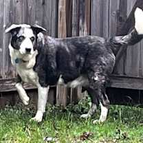 Thumbnail photo of PeBo #4