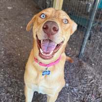 Thumbnail photo of Caramelo #2