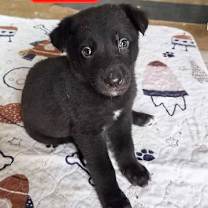 adopt-pet