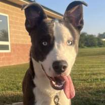 Thumbnail photo of Chet #3