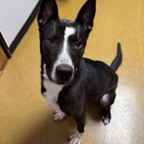 Thumbnail photo of Whisper #1