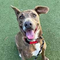 adopt-pet