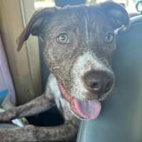 Thumbnail photo of Bop-It #2