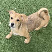 adopt-pet