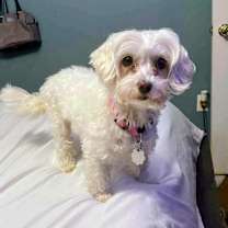 Thumbnail photo of Molly #4