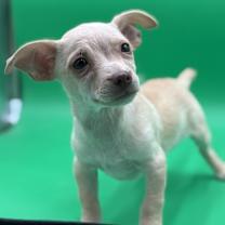 Thumbnail photo of Darlin #2