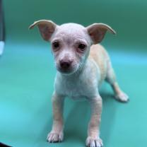 Thumbnail photo of Darlin #3