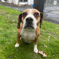 Thumbnail photo of BJ (PJ) #4