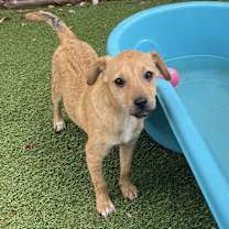 adopt-pet