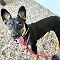 adopt-pet