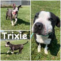 Thumbnail photo of Trixie #1