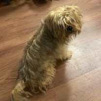 adopt-pet