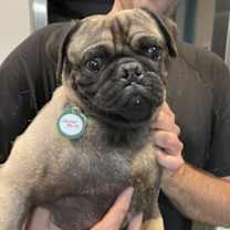 adopt-pet