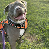 Thumbnail photo of Major #1