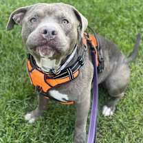 Thumbnail photo of Major #4