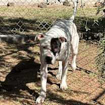 Thumbnail photo of POPPY #2 #3