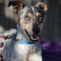 Thumbnail photo of Gypsy #2