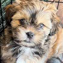 adopt-pet