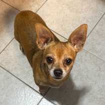 adopt-pet