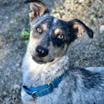 Thumbnail photo of Gypsy #4