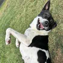 Thumbnail photo of Dolly #3