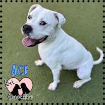 adopt-pet