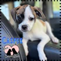 adopt-pet